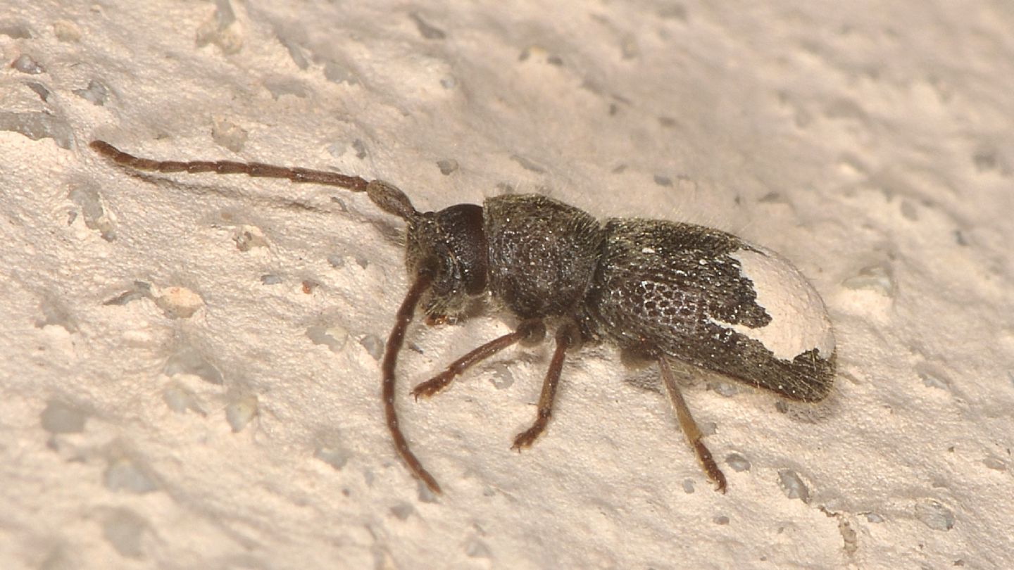 Cerambycidae: Parmena solieri lanzai