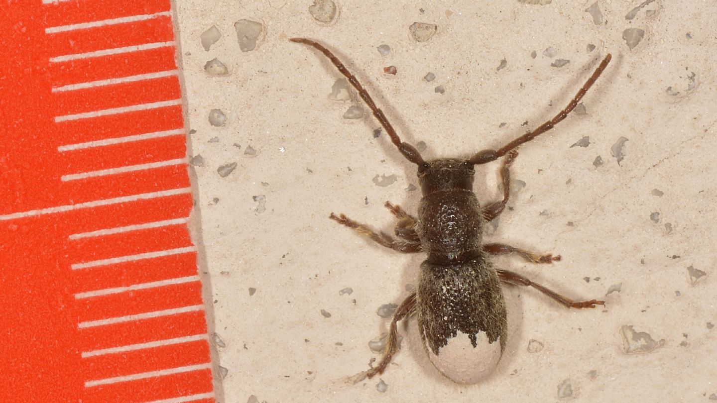 Cerambycidae: Parmena solieri lanzai