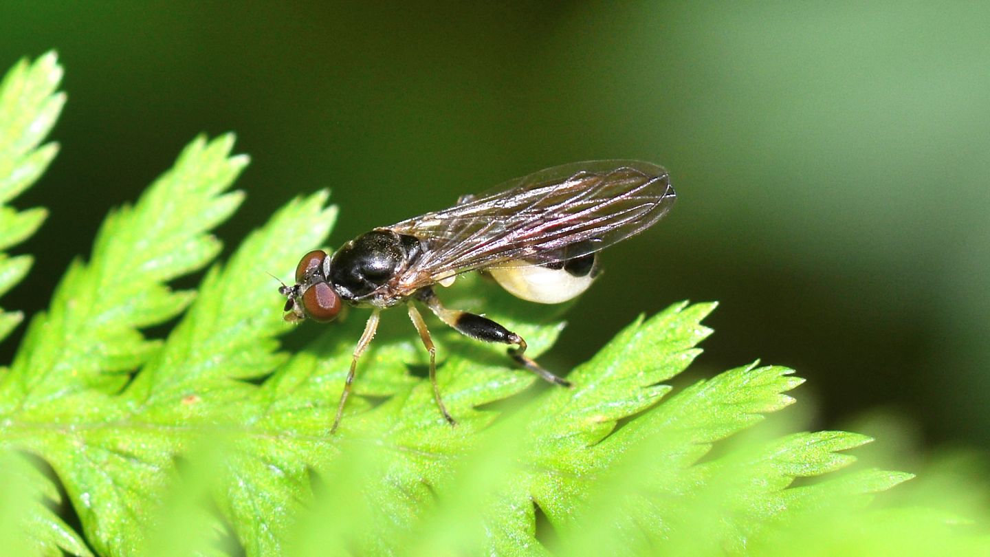 Syrphidae da id