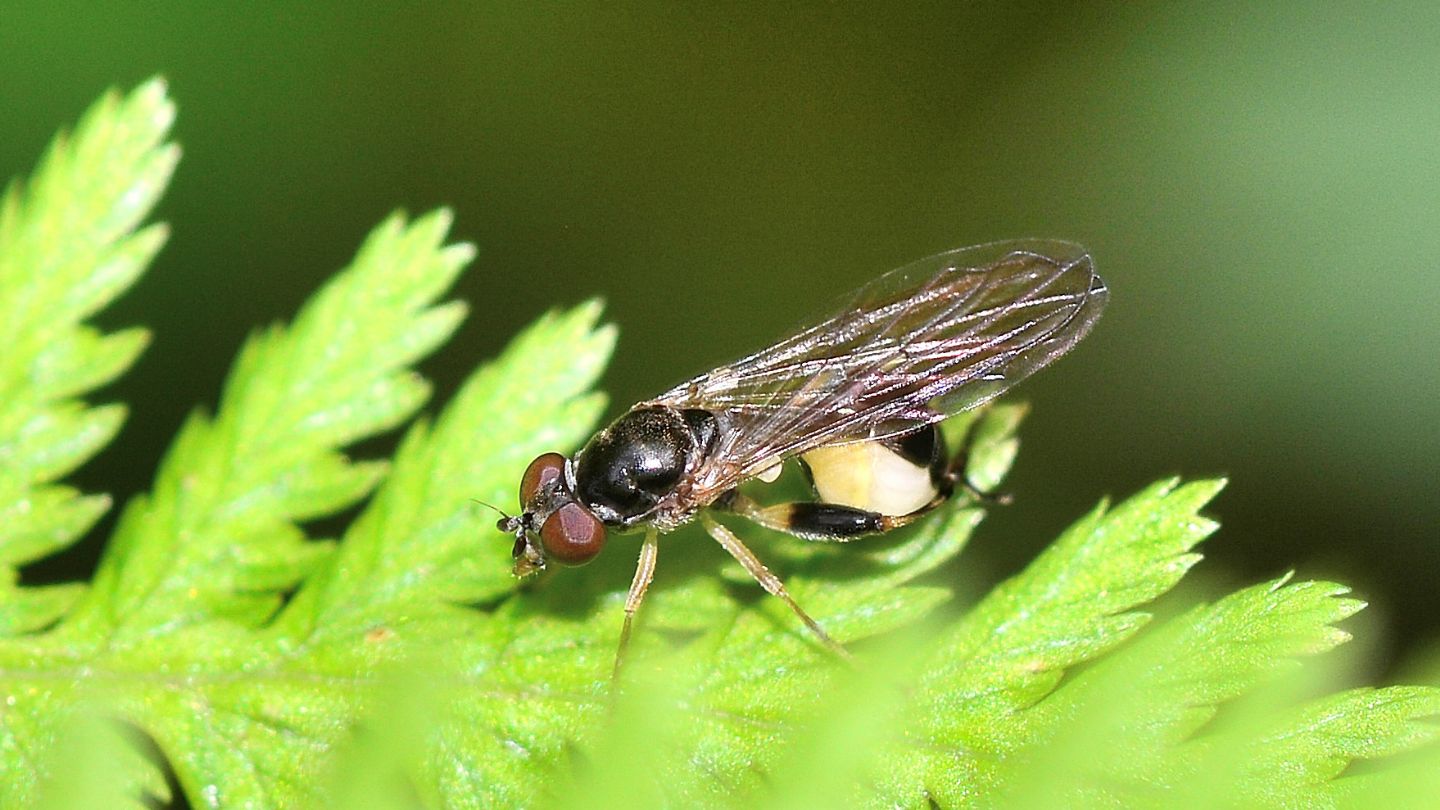 Syrphidae da id