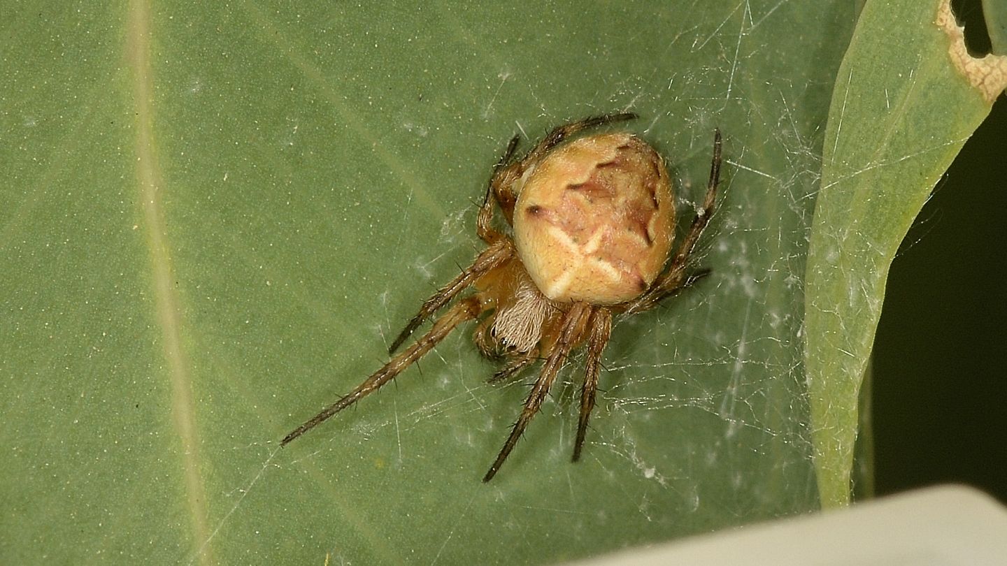 Araneidae dubbio