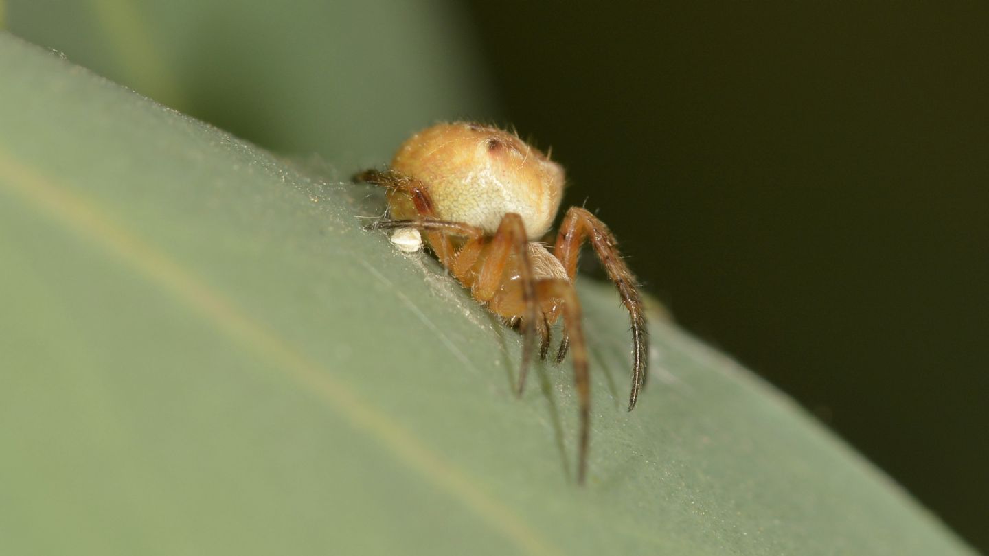 Araneidae dubbio