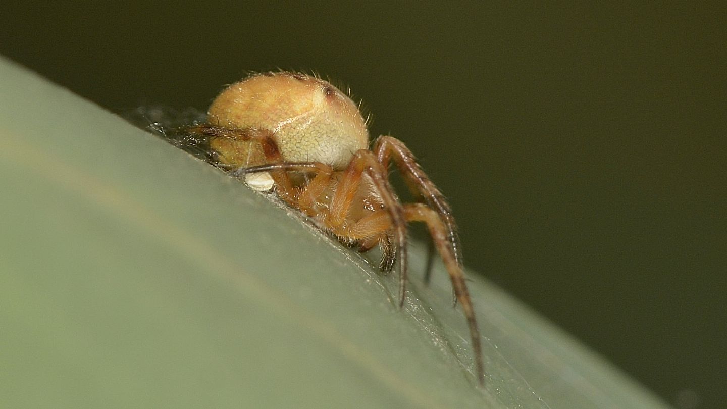 Araneidae dubbio