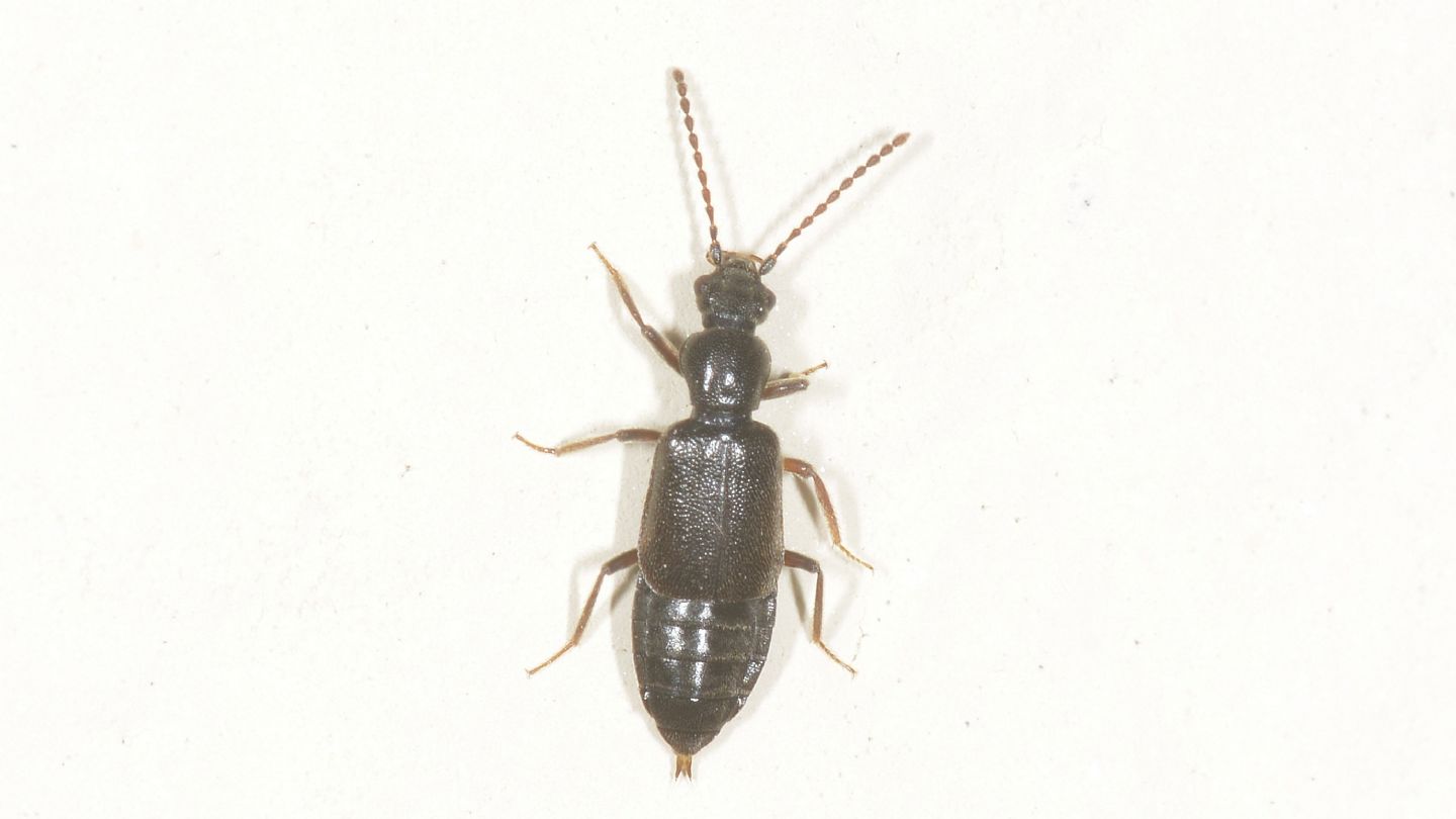 Staphylinidae: Lesteva sp.