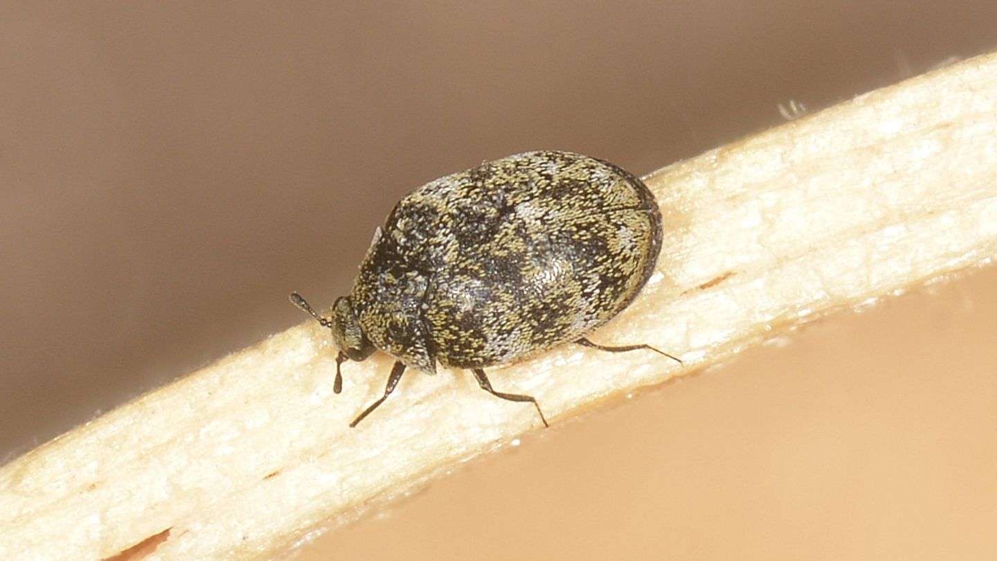 Dermestidae: Anthrenus sp.