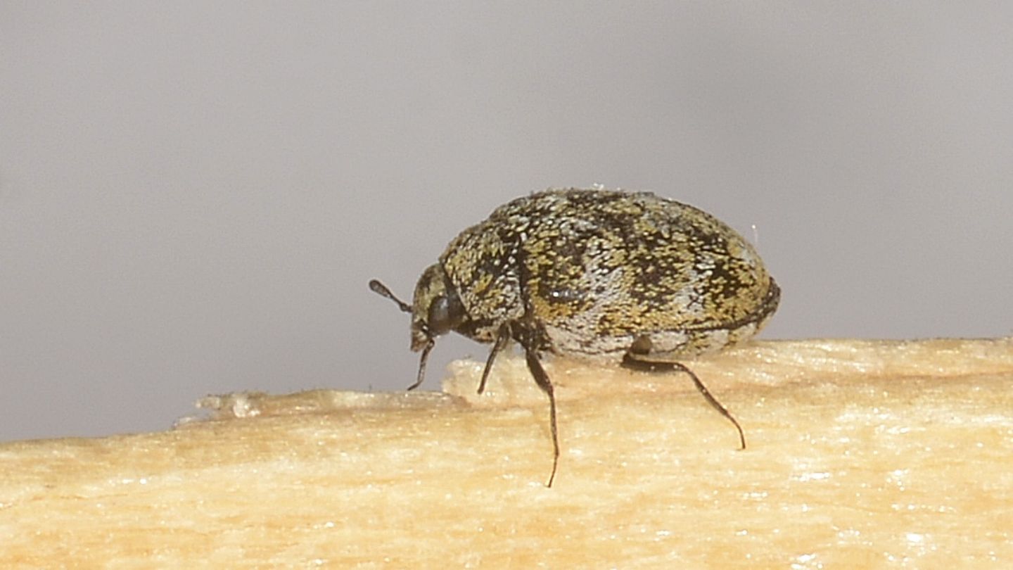 Dermestidae: Anthrenus sp.