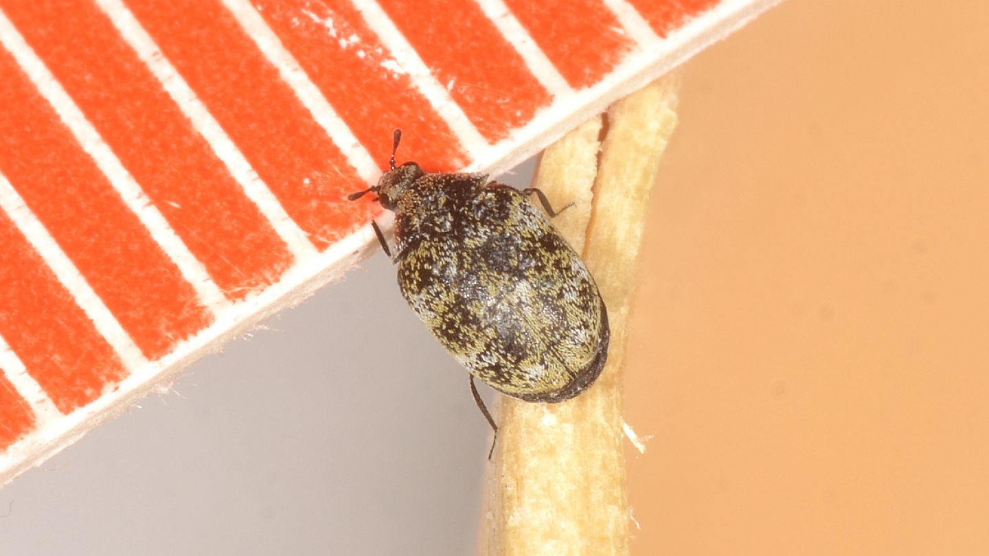 Dermestidae: Anthrenus sp.