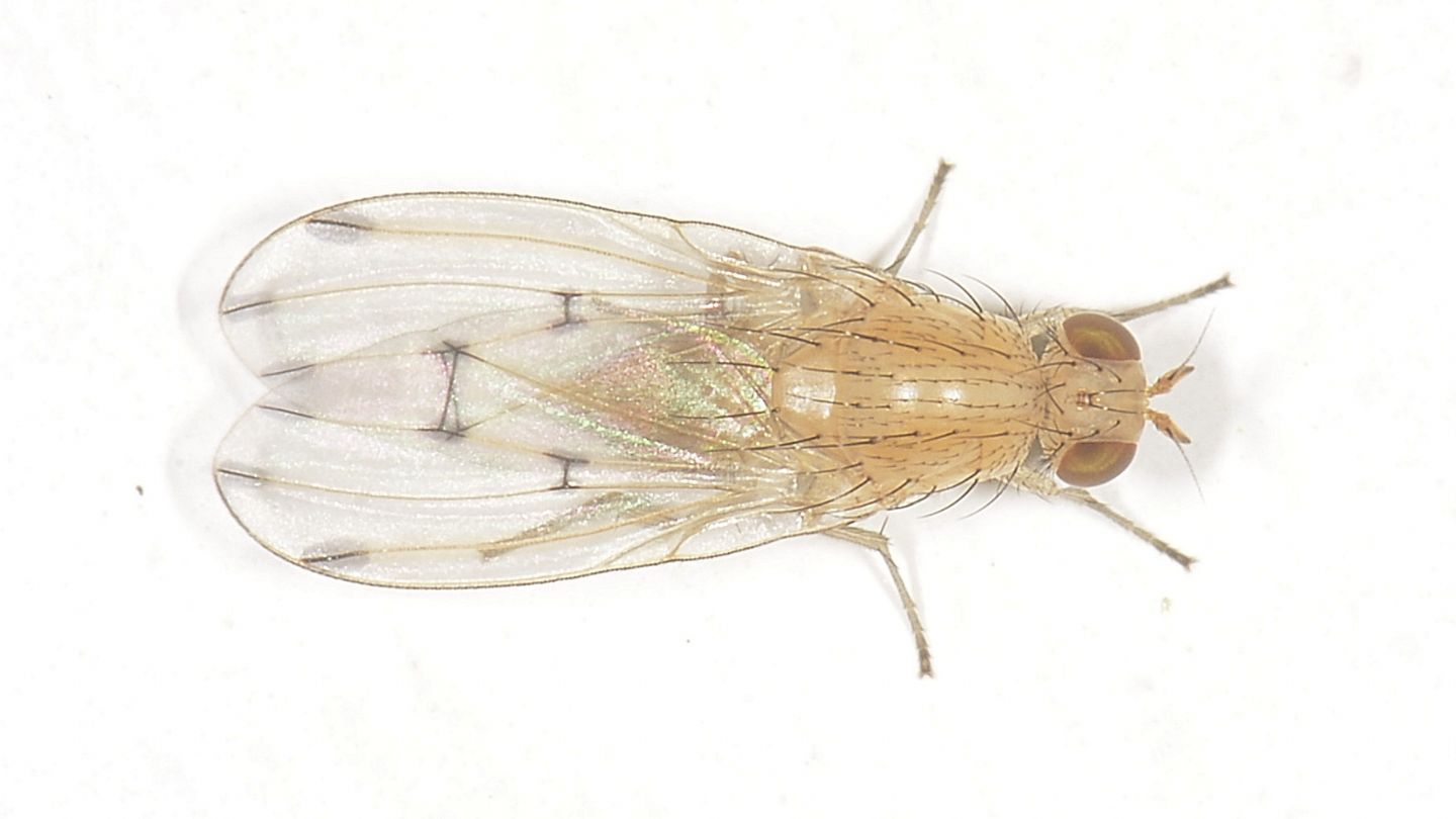 Lauxaniidae da id