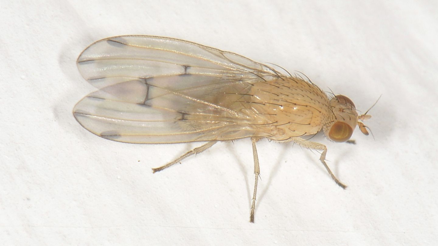 Lauxaniidae da id