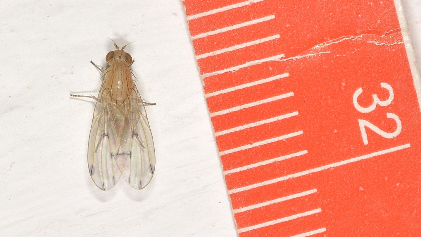 Lauxaniidae da id