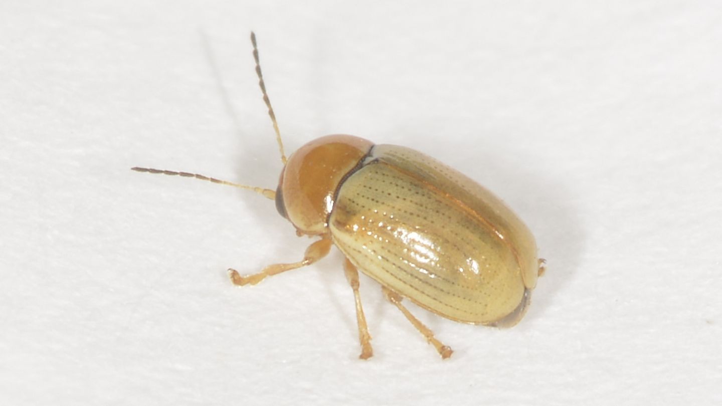 Cryptocephalus (Burlinius) sp. dal Giglio