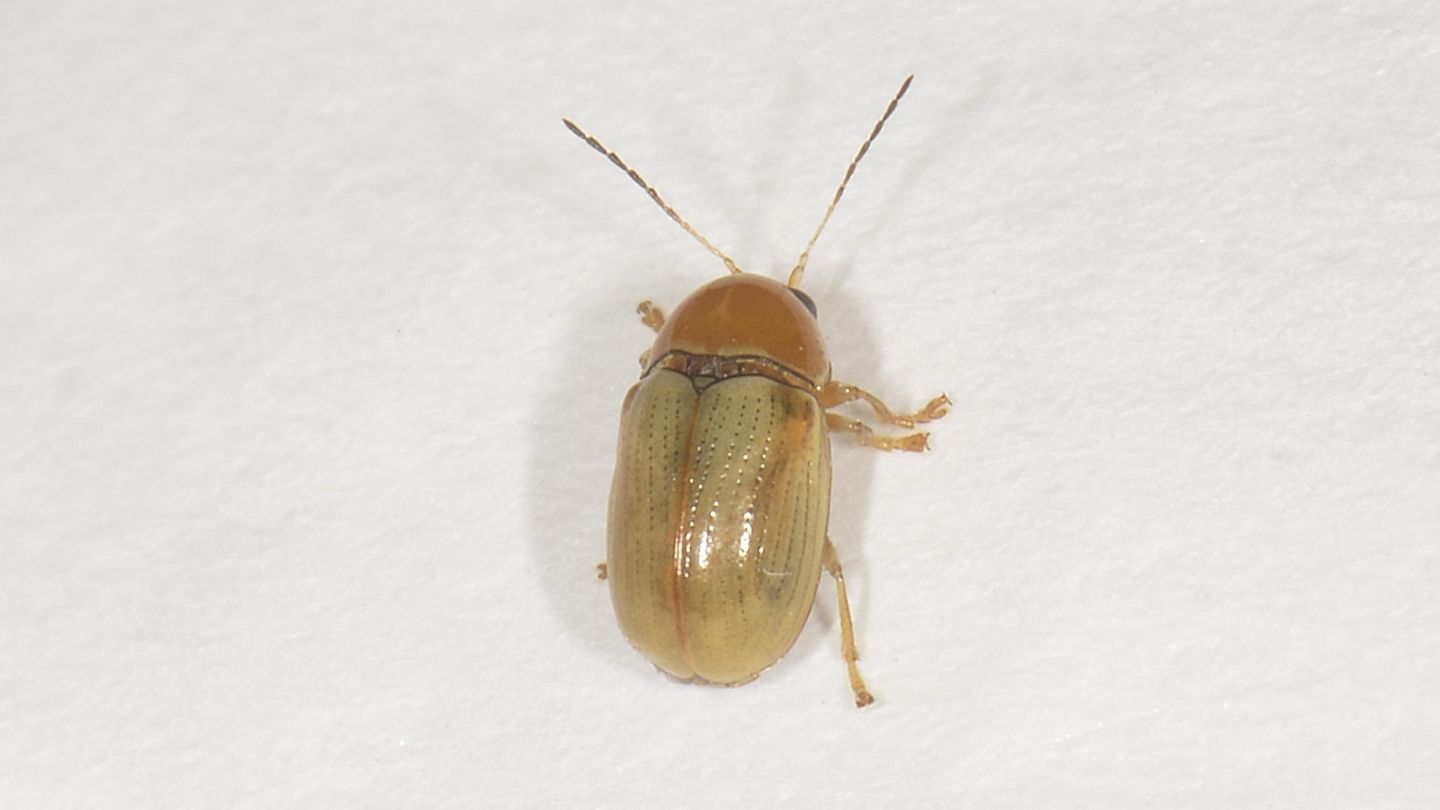 Cryptocephalus (Burlinius) sp. dal Giglio