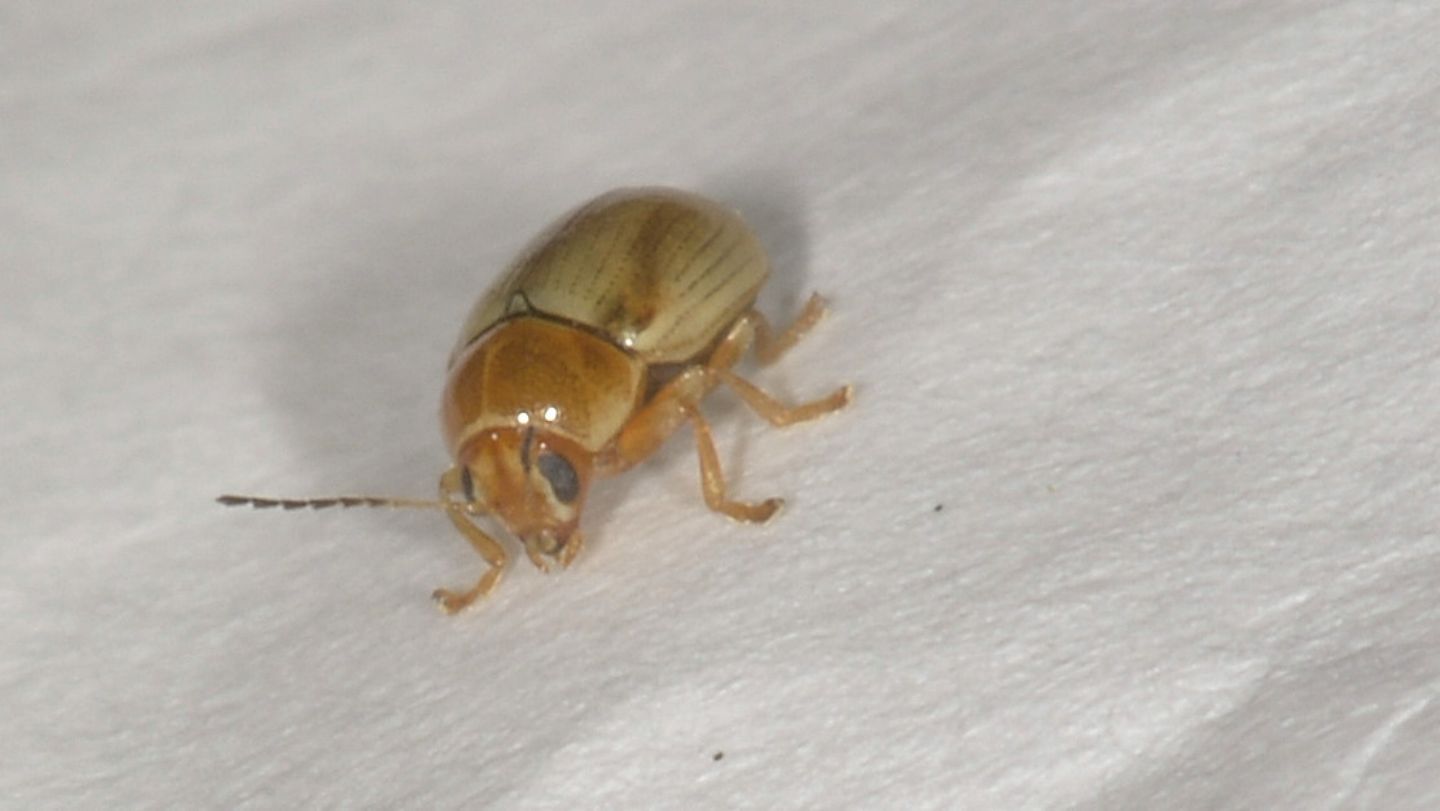 Cryptocephalus (Burlinius) sp. dal Giglio