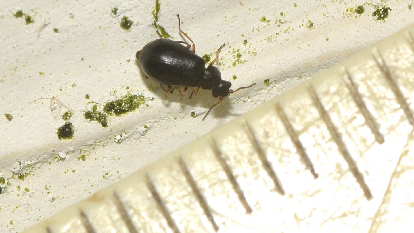Malachiidae: Ebaeus flavicornis (cf.)