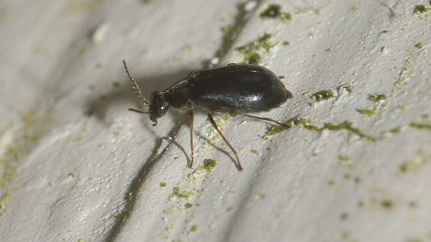 Malachiidae: Ebaeus flavicornis (cf.)