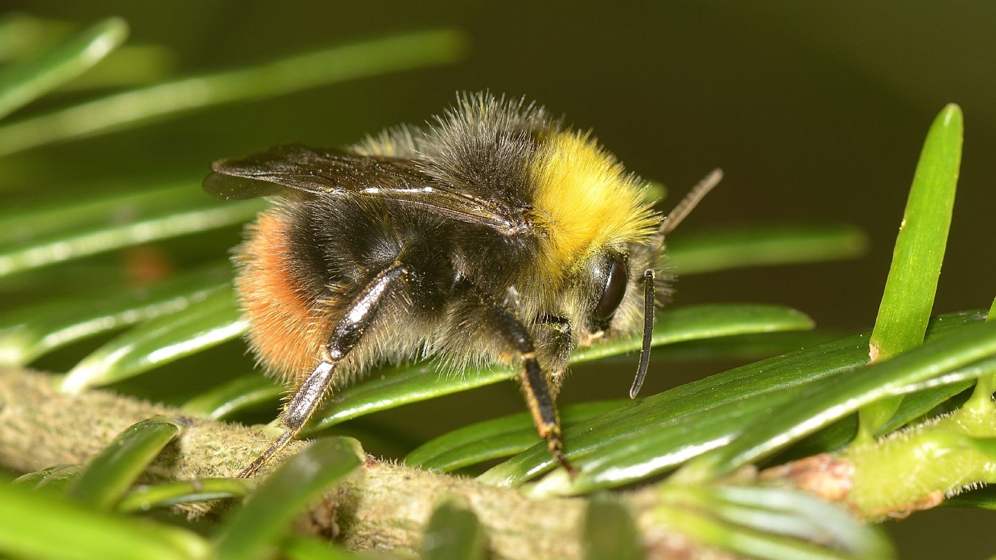 Apidae: Bombus (Pyrobombus) pratorum (cf.)