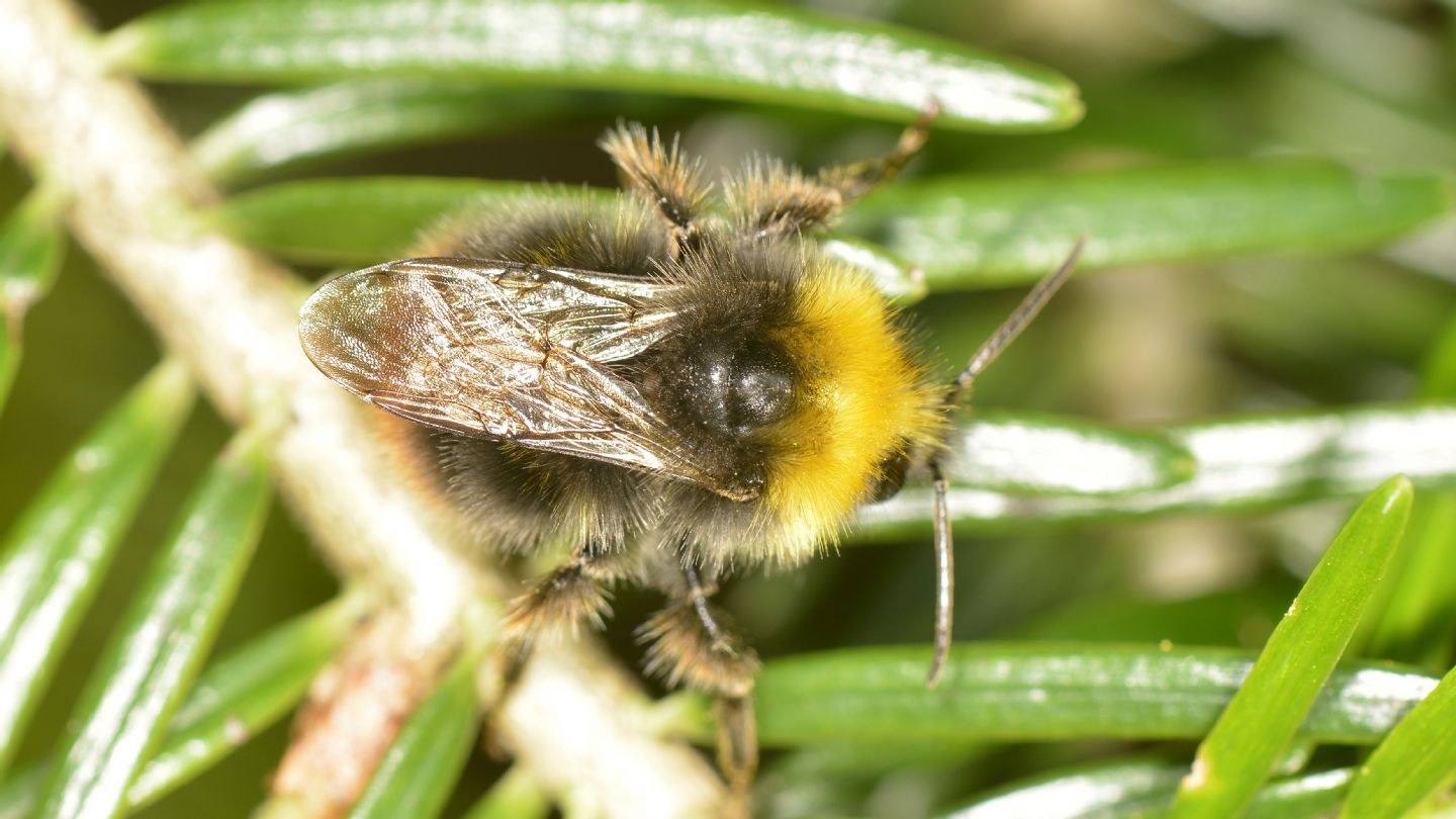 Apidae: Bombus (Pyrobombus) pratorum (cf.)