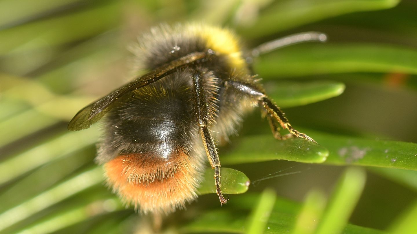 Apidae: Bombus (Pyrobombus) pratorum (cf.)