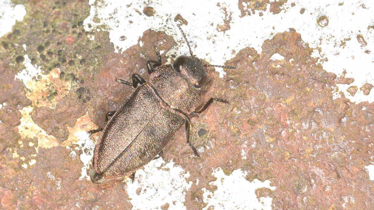 Buyprestidae: Anthaxia (Melanthaxia) sp.