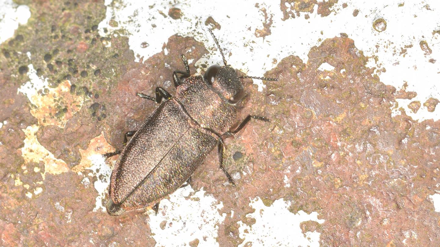 Buyprestidae: Anthaxia (Melanthaxia) sp.