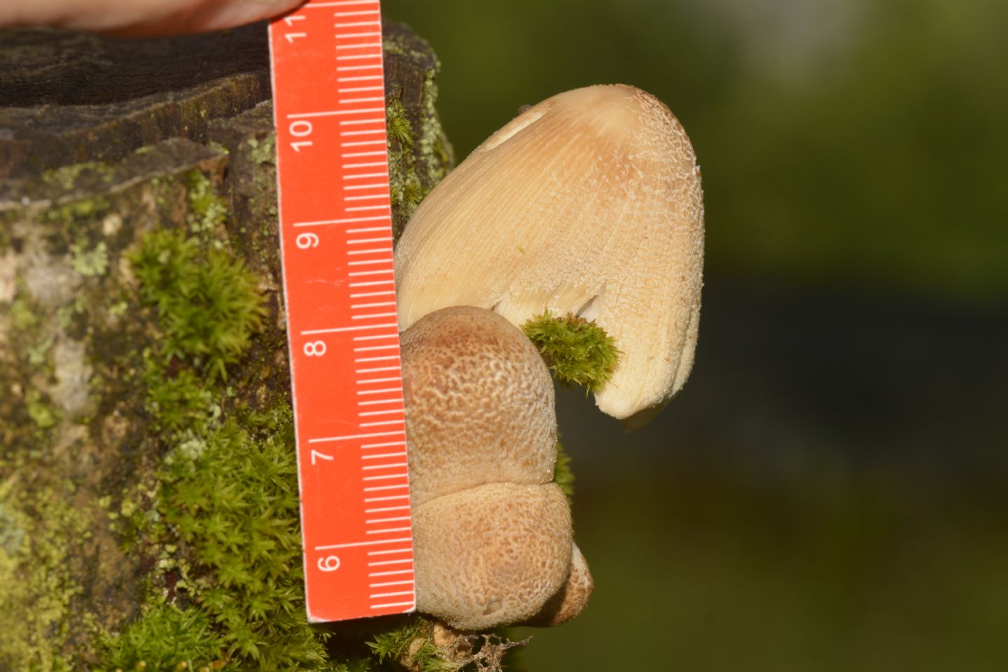 Coprinus ?