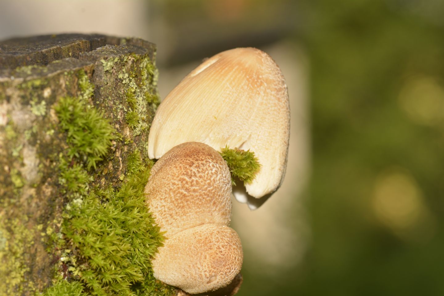 Coprinus ?