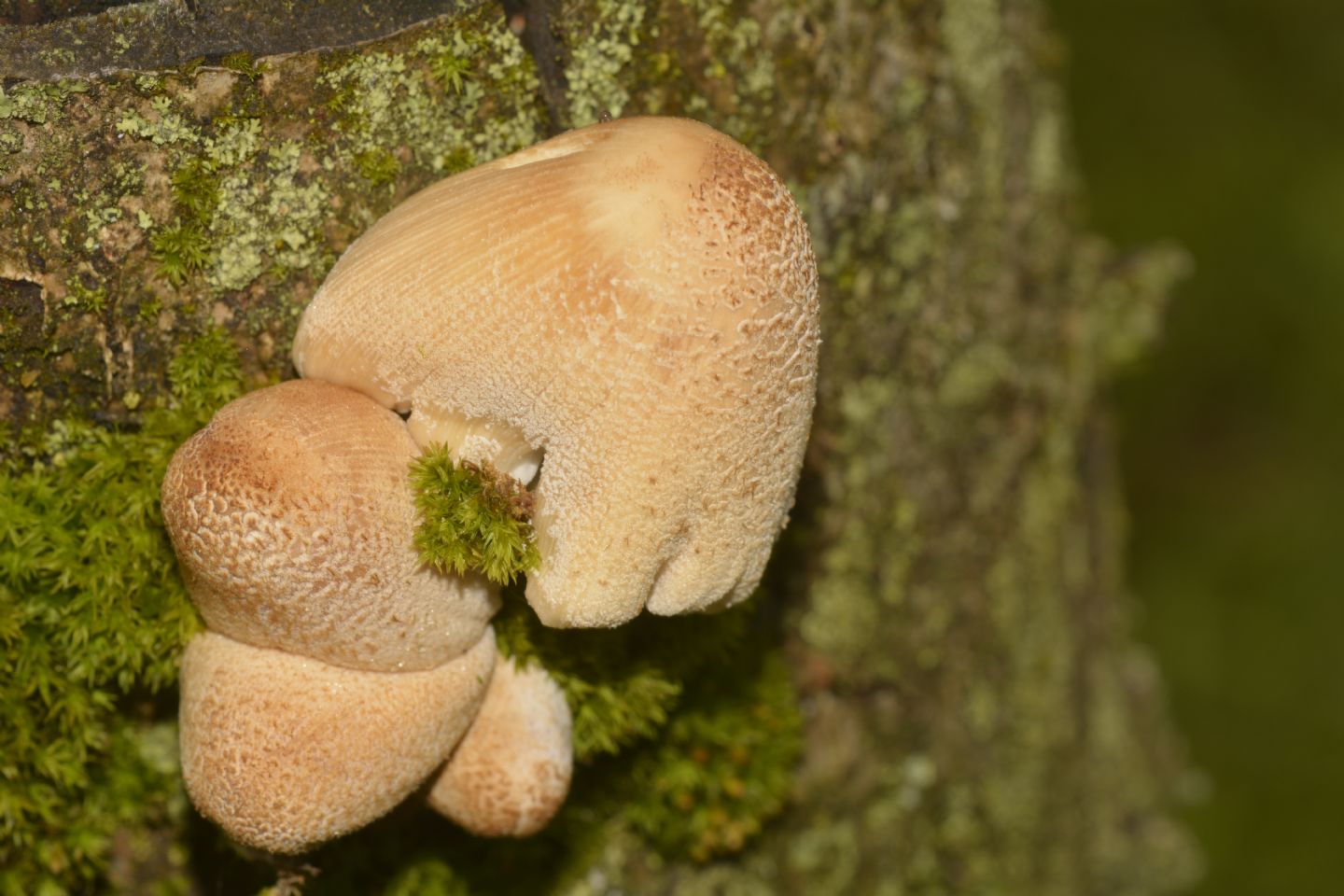 Coprinus ?