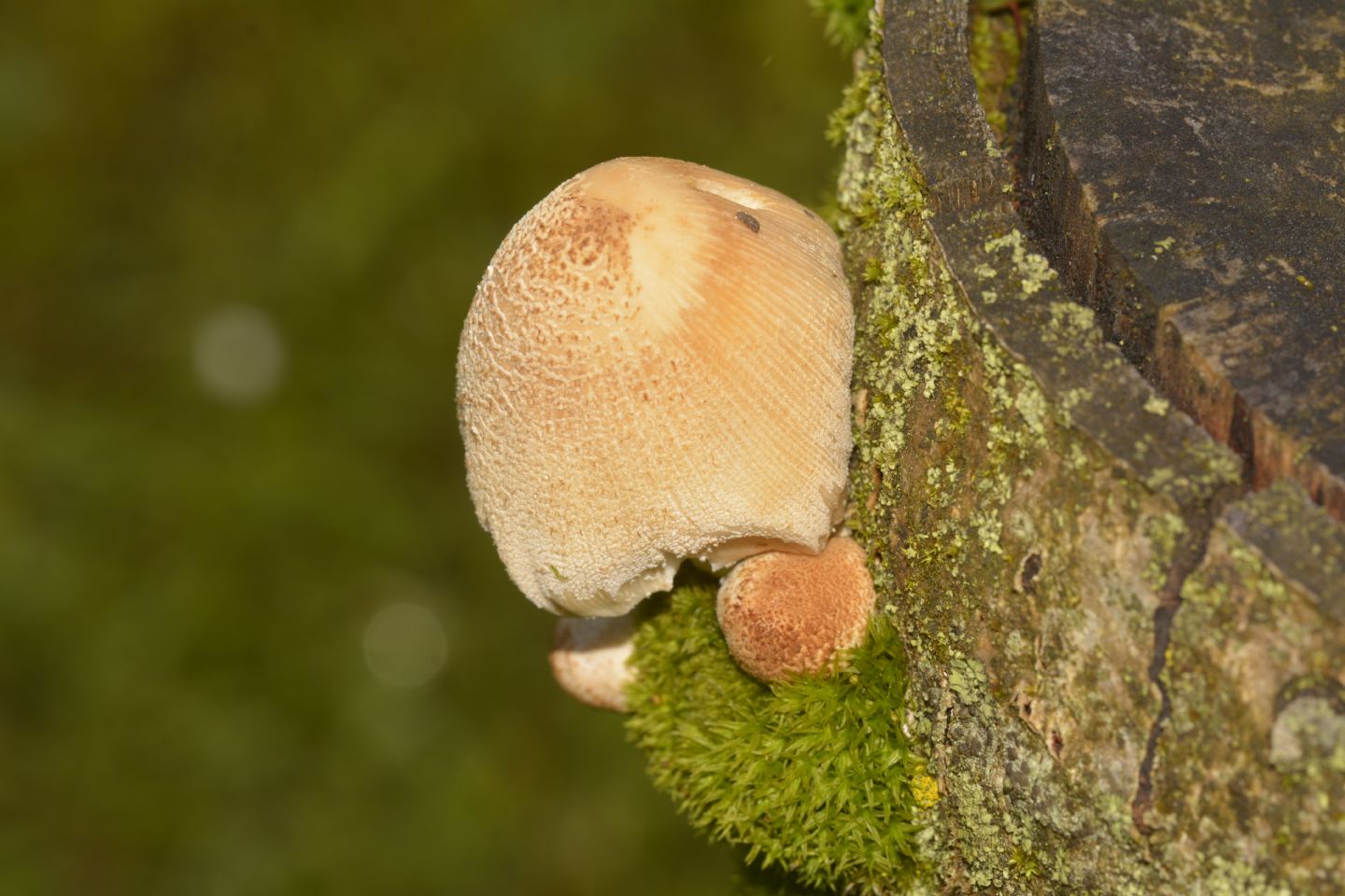 Coprinus ?