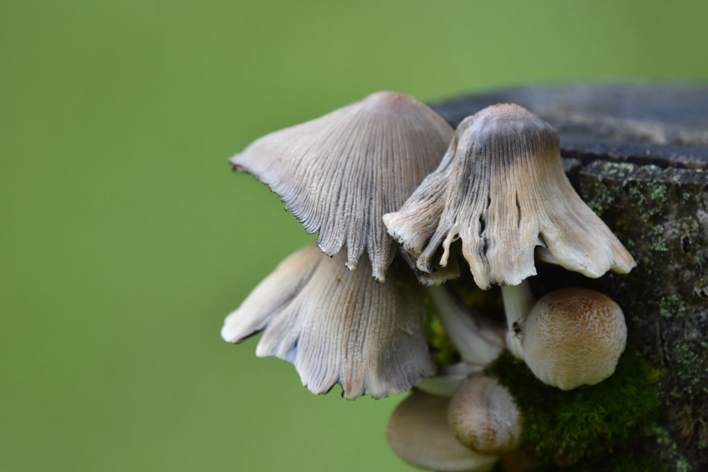 Coprinus ?