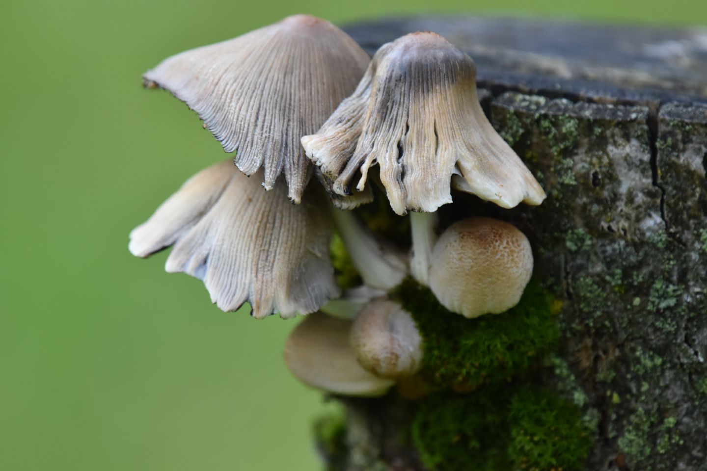 Coprinus ?