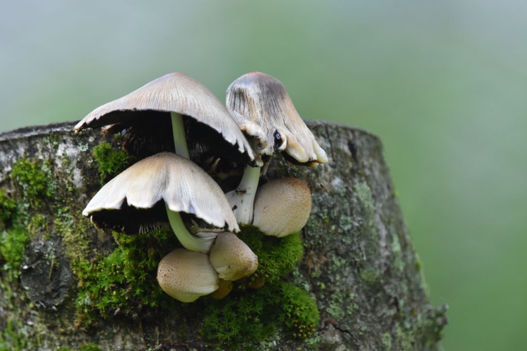 Coprinus ?