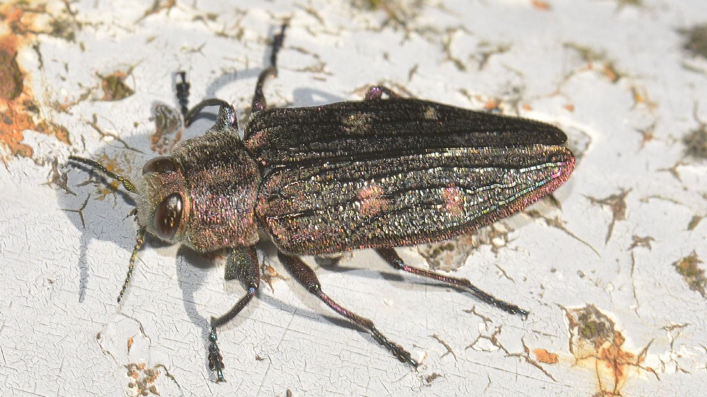 Buprestidae: Chrysobothris chrysostigma