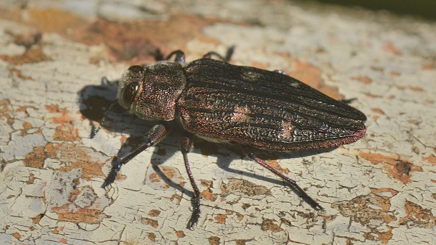 Buprestidae: Chrysobothris chrysostigma