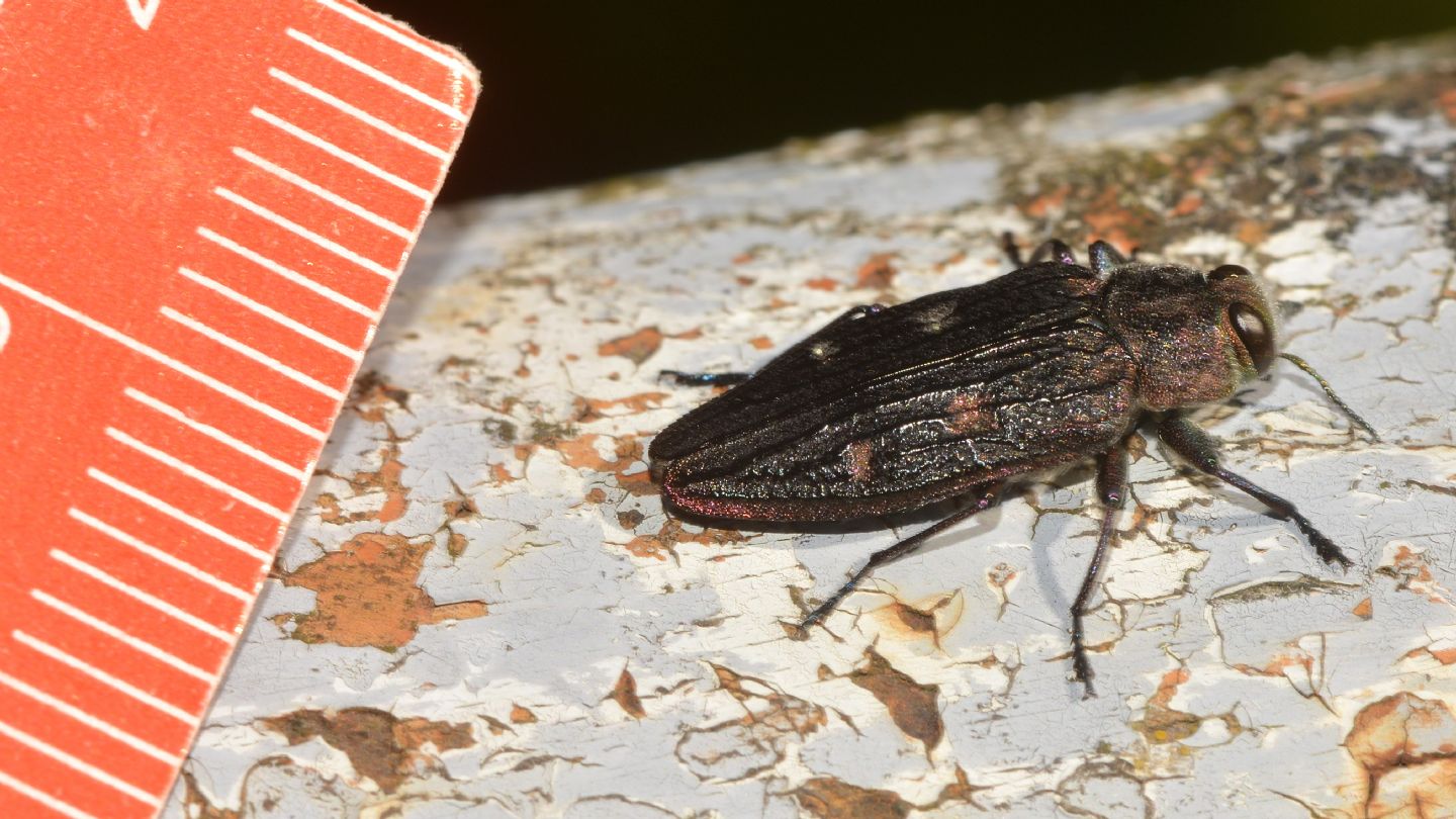Buprestidae: Chrysobothris chrysostigma