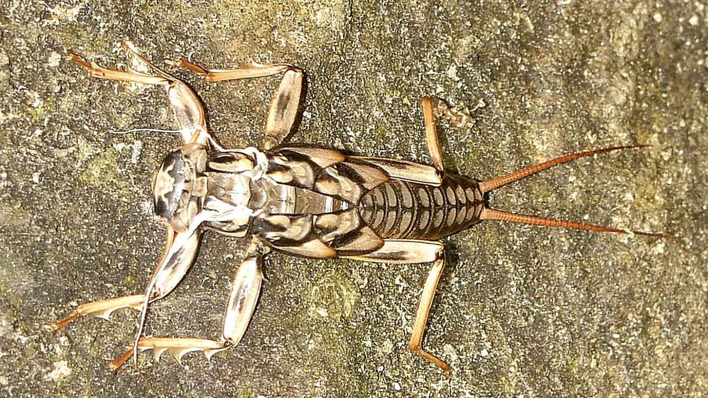 Grossa exuvia di ? Perla marginata