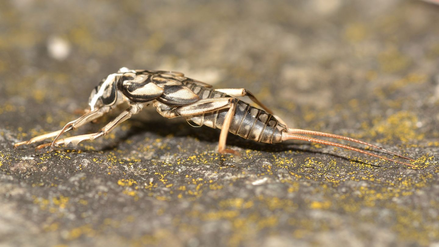 Grossa exuvia di ? Perla marginata