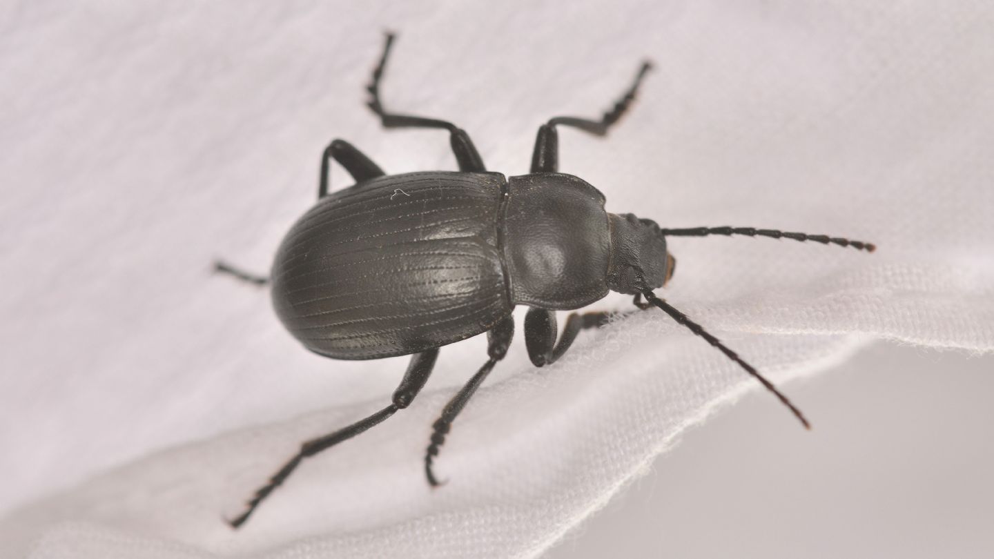 tenebrionidae: Probaticus ebeninus (ssp. cassolai?)