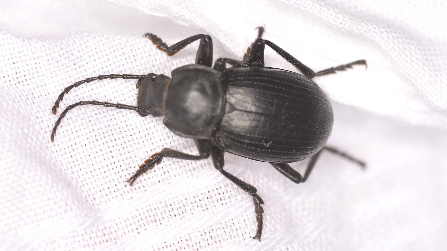tenebrionidae: Probaticus ebeninus (ssp. cassolai?)