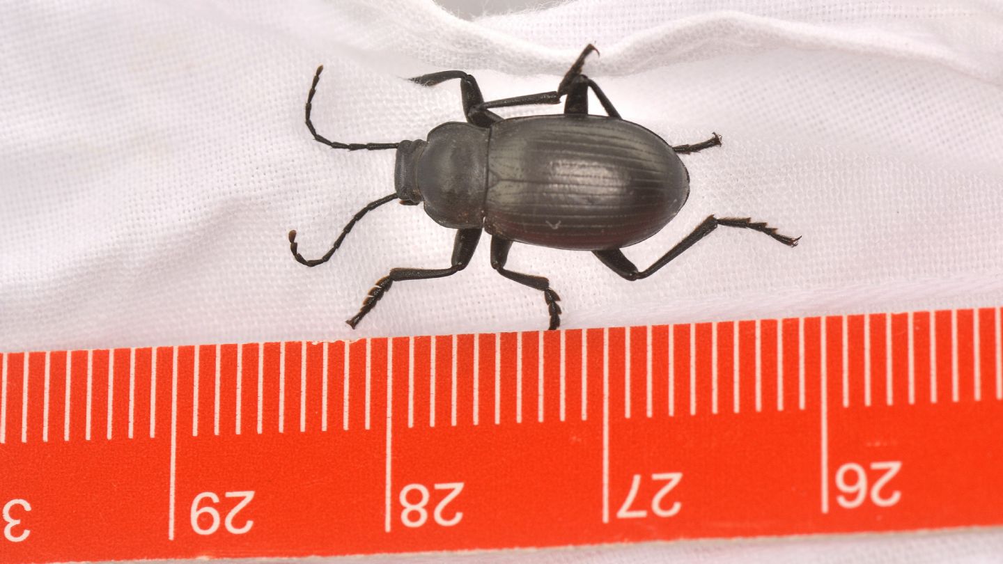 tenebrionidae: Probaticus ebeninus (ssp. cassolai?)