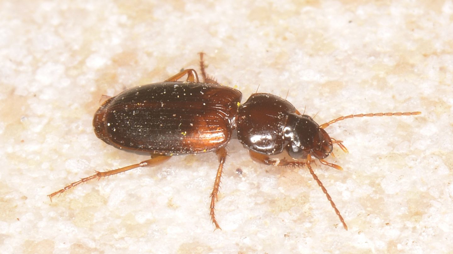 Carabidae sardo: Masoreus wetterhallii