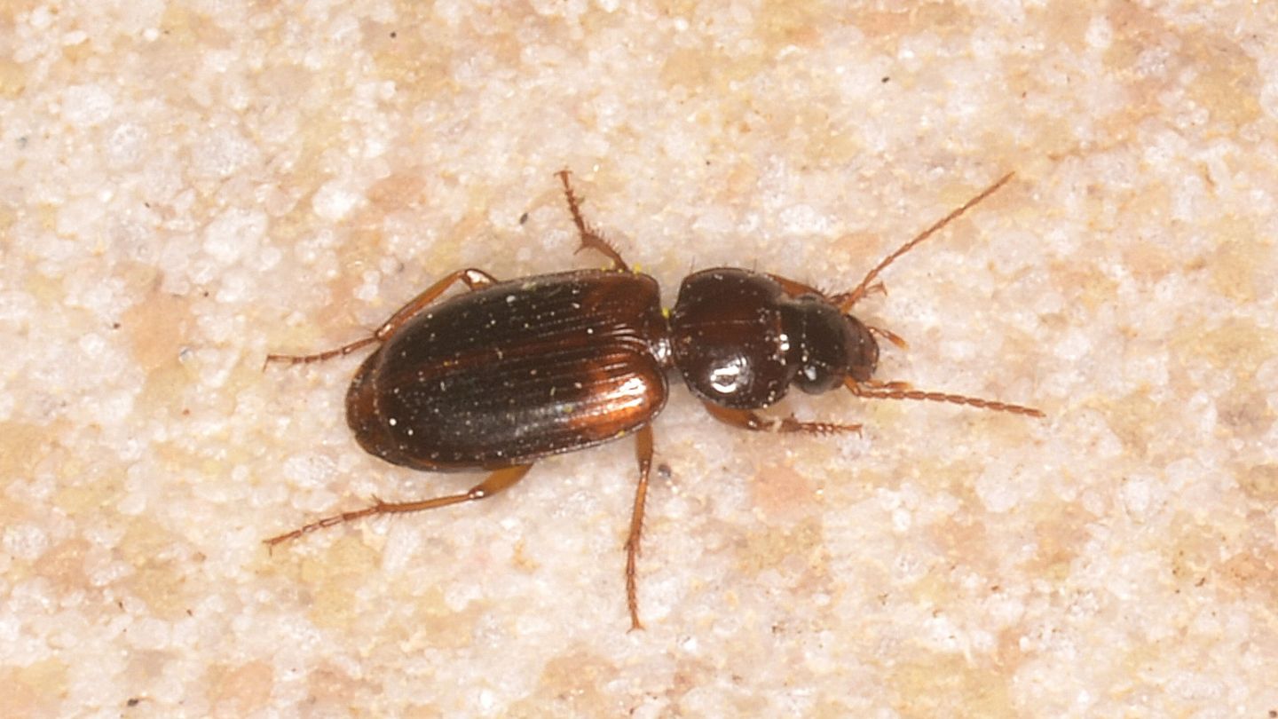 Carabidae sardo: Masoreus wetterhallii