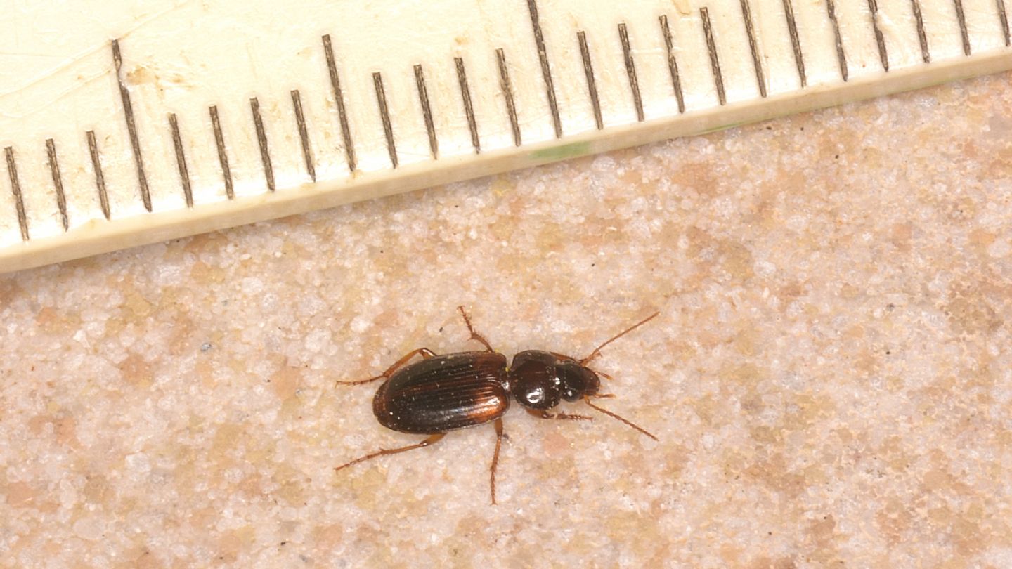 Carabidae sardo: Masoreus wetterhallii