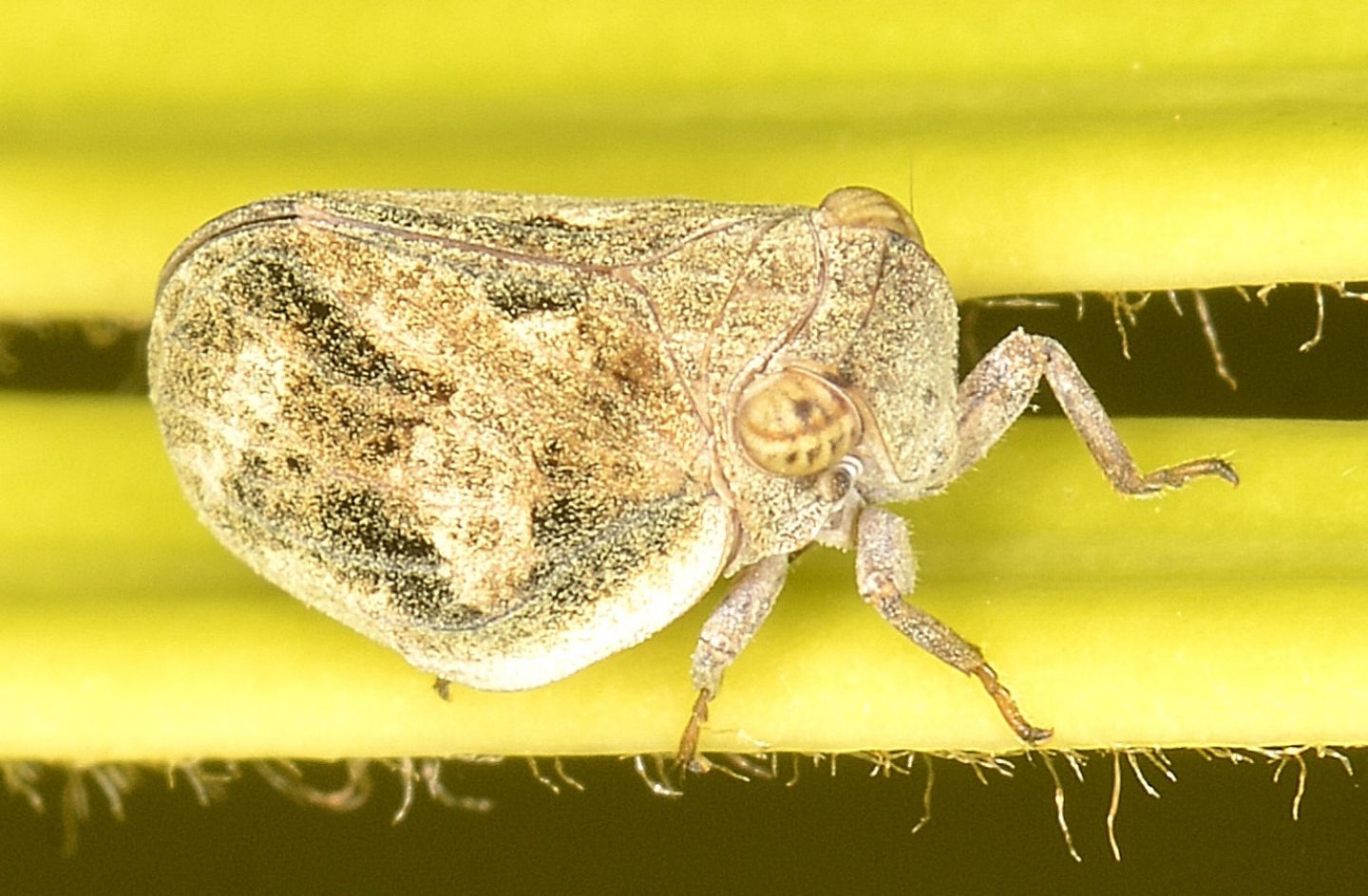 Issidae da id