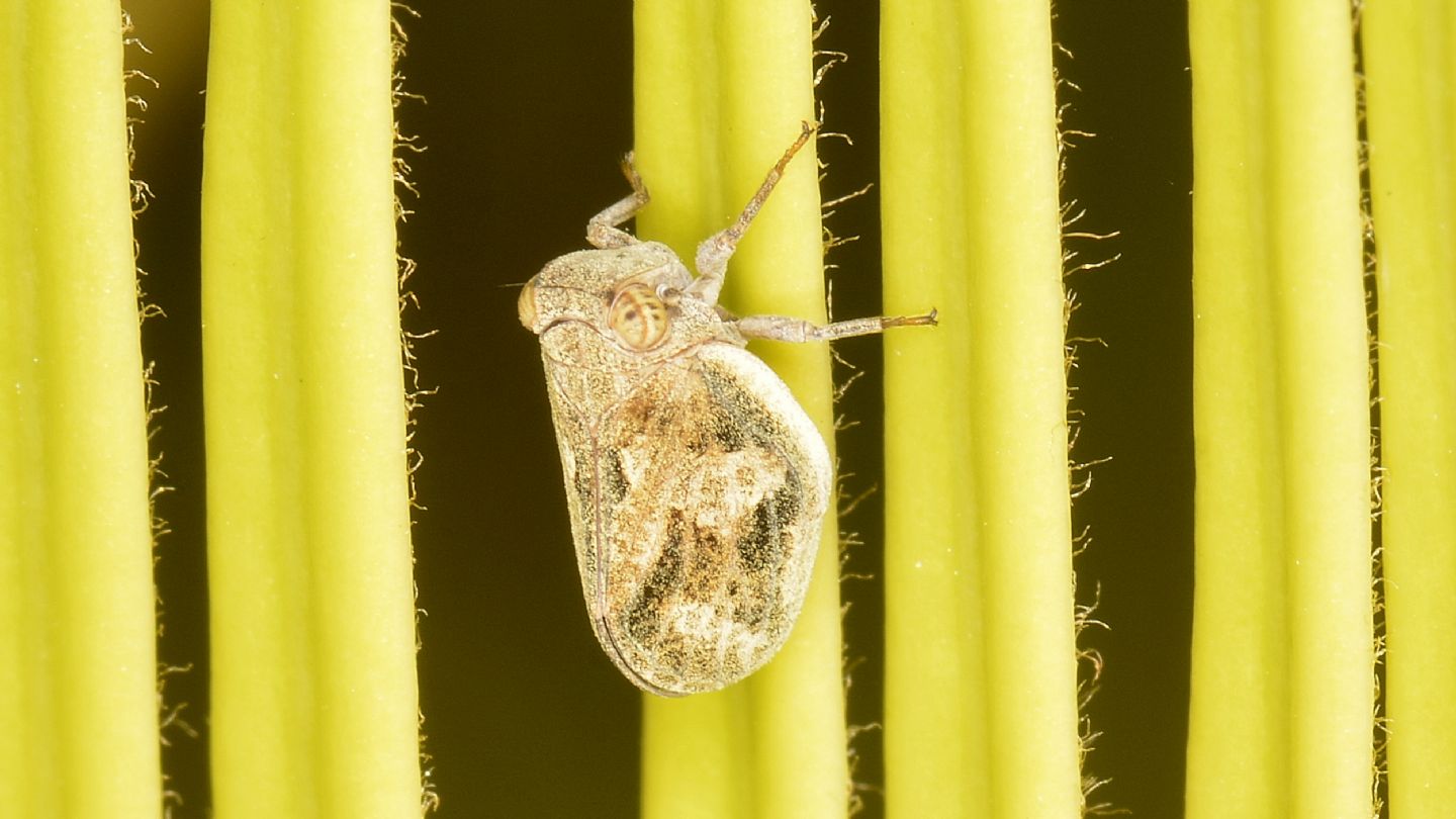 Issidae da id