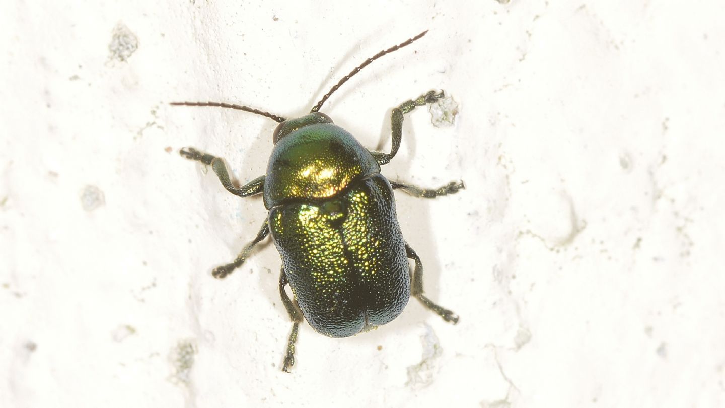 Cryptocephalus verde