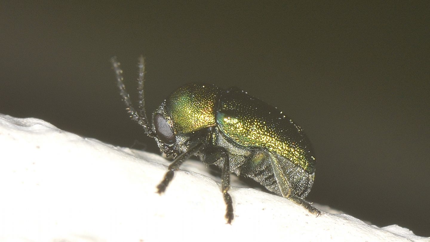 Cryptocephalus verde