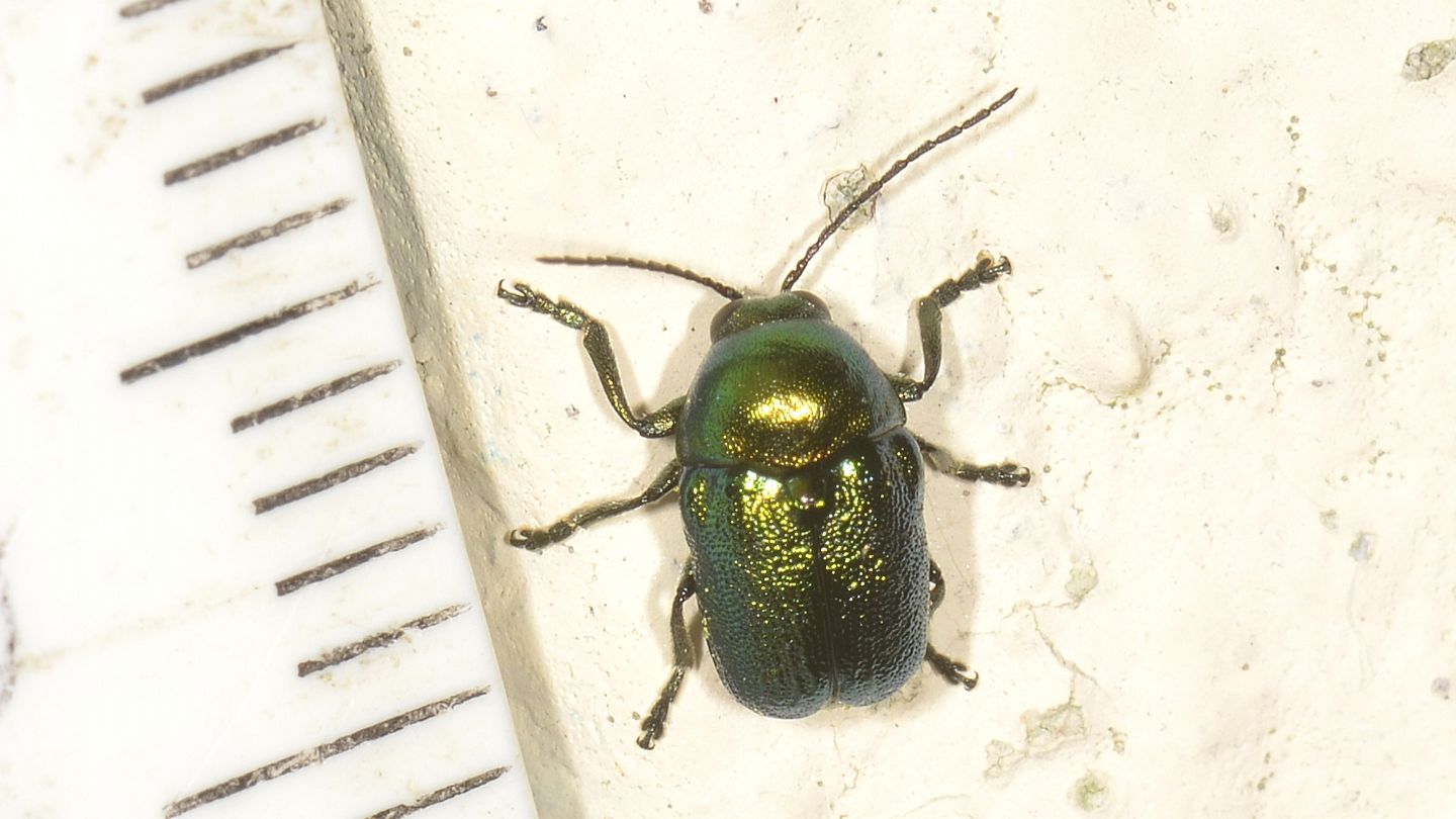 Cryptocephalus verde