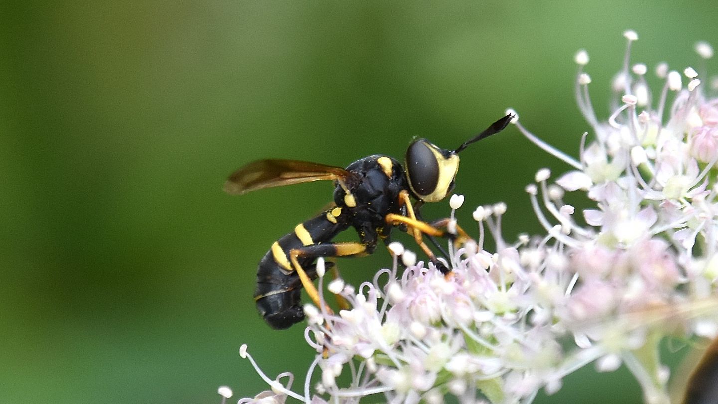 Conopidae