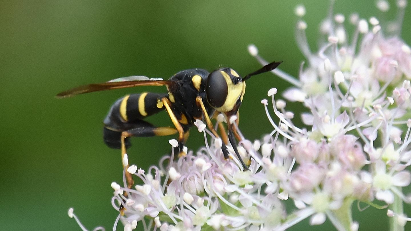 Conopidae