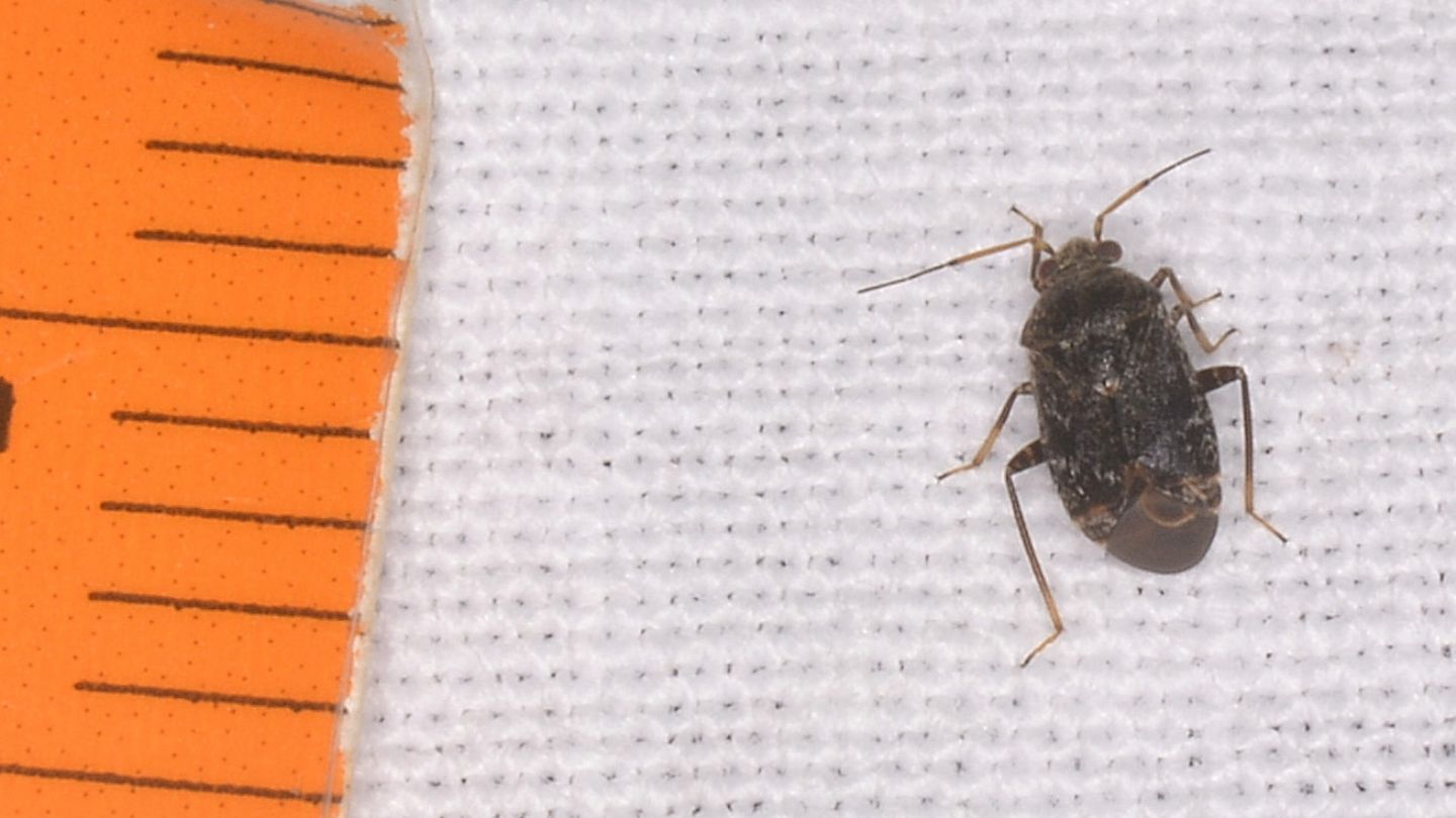Miridae ?